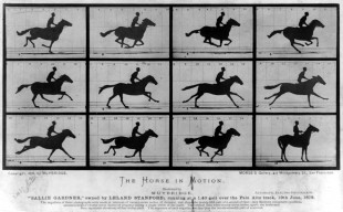 The Horse in Motion. (Foto: Library of Congres - Public Domain)