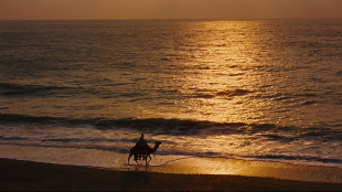 Kamel i solnedgang i Lawrence of Arabia (Foto: Sony Pictures Home Entertainment).