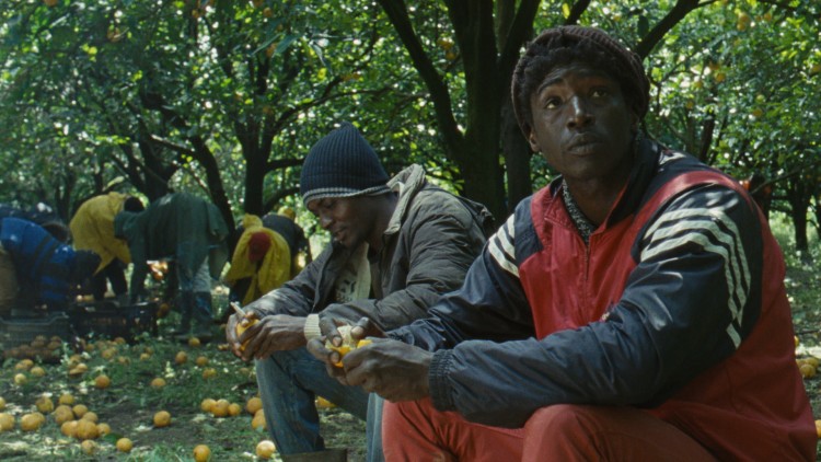 Ayiva (Koudous Seihon) og Abas (Alassane Sy) får jobb som appelsinplukkere i Middelhavet (Foto: Mer Filmdistribusjon).