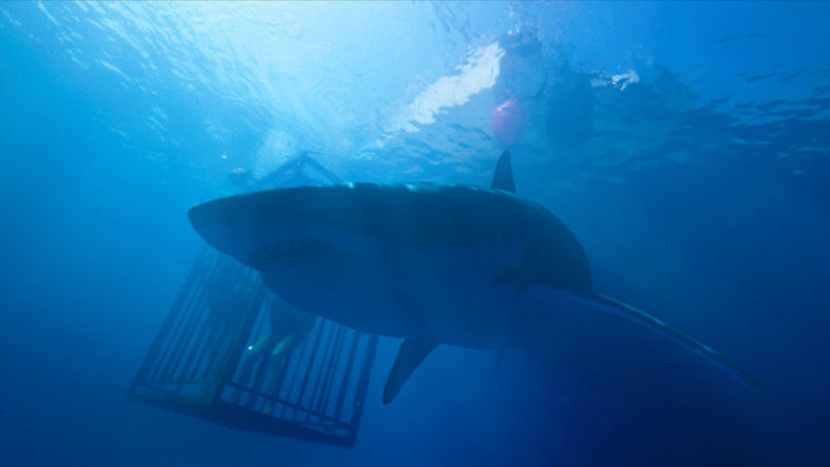 En diger hai kretser rundt haiburet i "47 Meters Down". (Foto: Selmer Media)