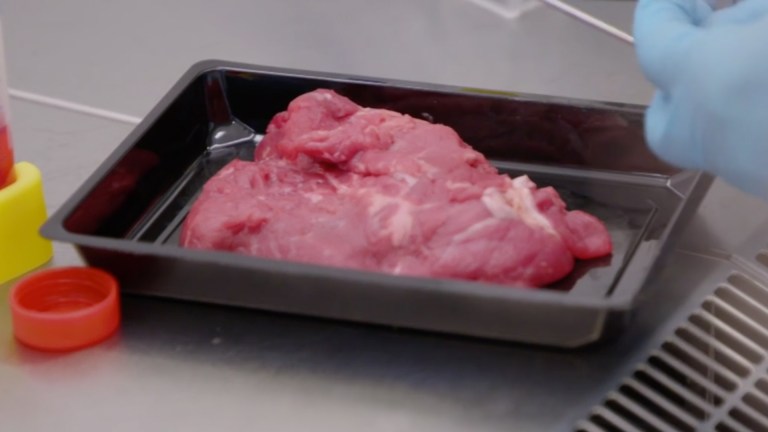 I et laboratorium på Ås ligger et kjøttstykke som kan forandre verden