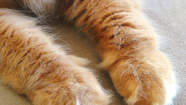 Cashmere Cat (Foto: Promo)