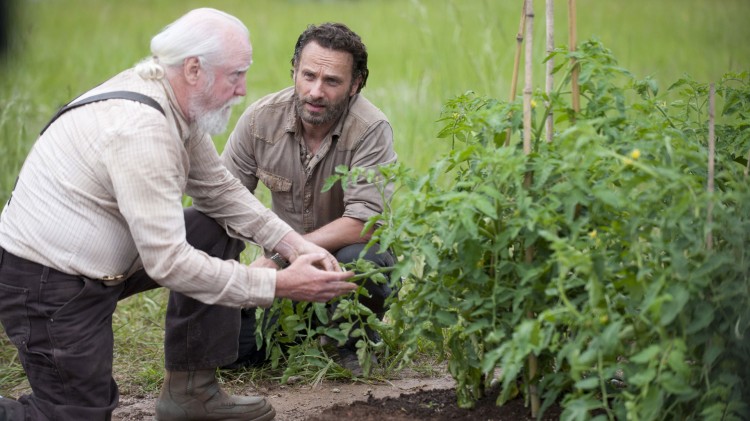 Hershel og Rick jobber med tomatplantene i fjerde sesong av The Walking Dead. (Foto: AMC, FOX Norge).