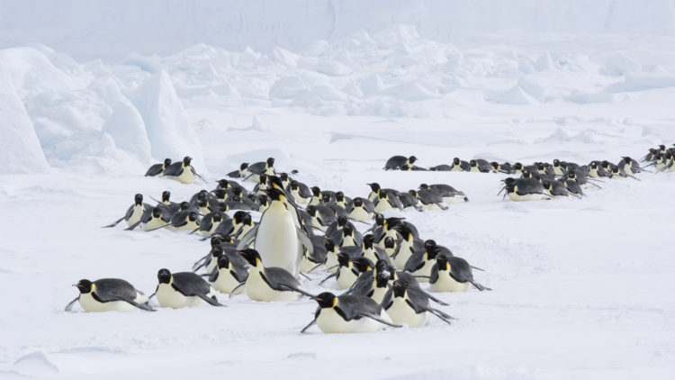 Voksne keiserpingviner på vei mot  havet i "Pingvinenes marsj 2". (Foto: Norsk Filmdistribusjon AS)