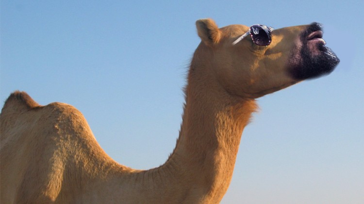 Snoop-Camel