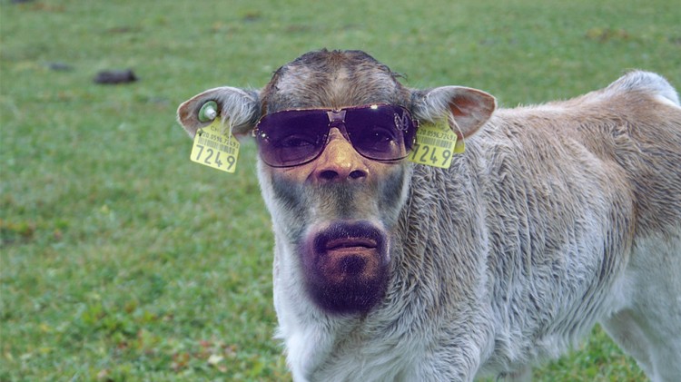 Snoop-Cow