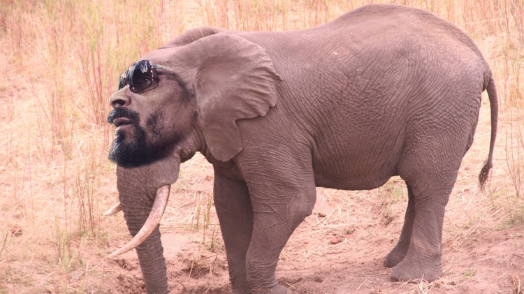 Snoop-Elephant