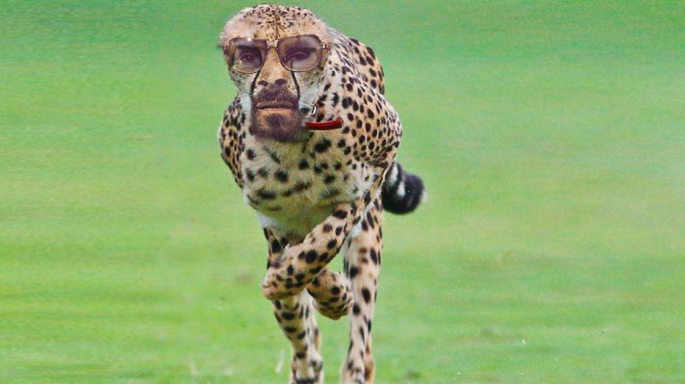snoop-cheetah