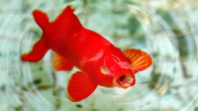 Drillpikenes gullfiskdilemma