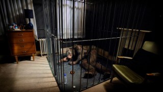 https://p3.no/filmpolitiet/wp-content/uploads/2010/08/Being-Human-sovende-ulv.jpg
