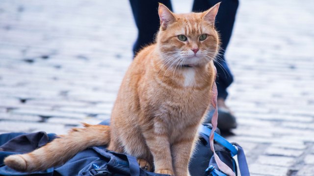 Katten Bob spiller seg selv i en lun og markedstilpasset feelgoodfilm om da han bodde på gaten i London. (Foto: United International Pictures)