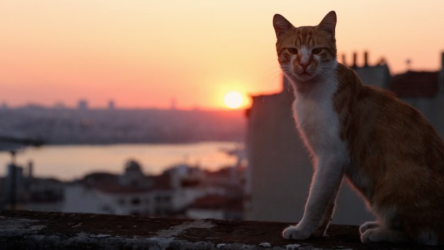 <em>Kedi</em> handler om det rørende forholdet mellom folk og dyr i Istanbul. (Foto: Selmer Media)