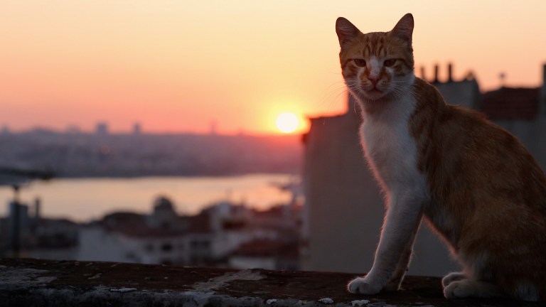 Kedi