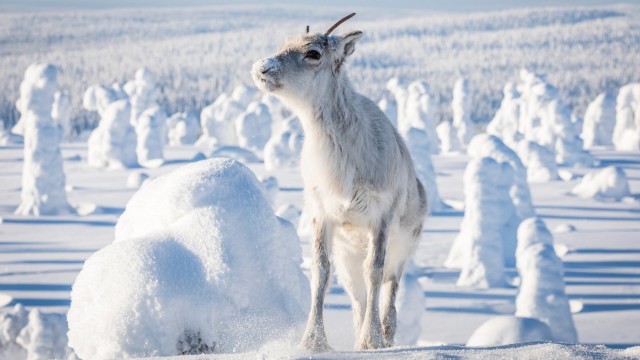 I Ailos reise – Et nordnorsk eventyr følger vi en reinsdyrkalvs utfordringer i naturen. (Foto: Selmer Media).