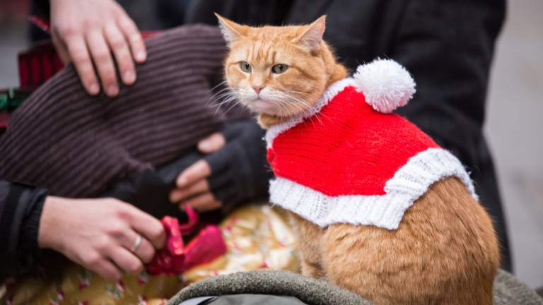 En julegave fra gatekatten Bob