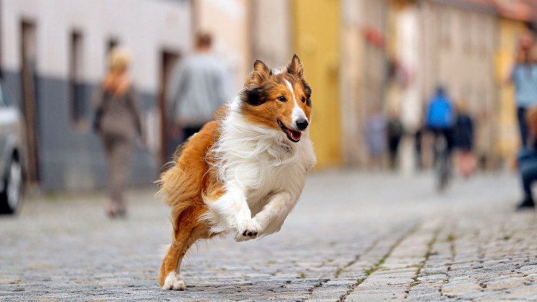 Lassie kommer hjem