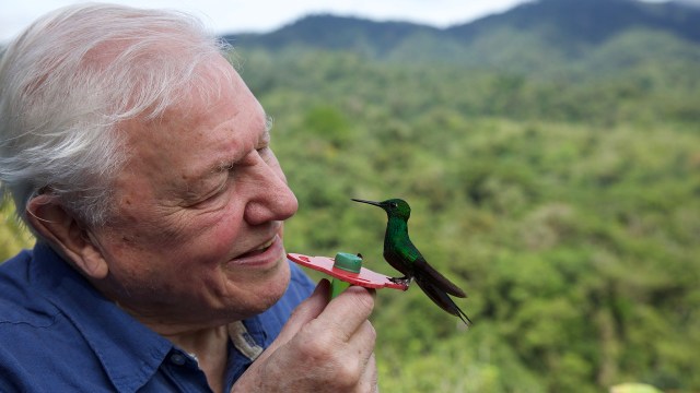 EN BAUTA I NATURDOKUMENTARLANDSKAPET: David Attenborough tar oss med på en fantastisk tur inn i naturens fargespill - og med ny teknologi og ny kunnskap er det en dypt fascinerende oppdagelsesreise.  FOTO: Netflix, Gavin Thurston