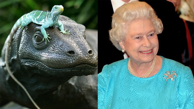 The Queen=øgle?