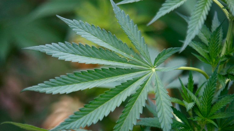 Ungdom og marijuana