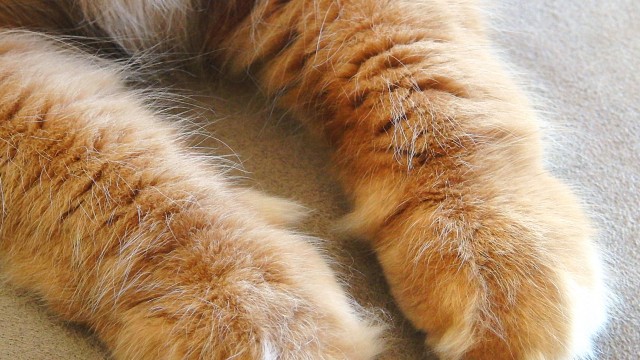 Klubbkatten