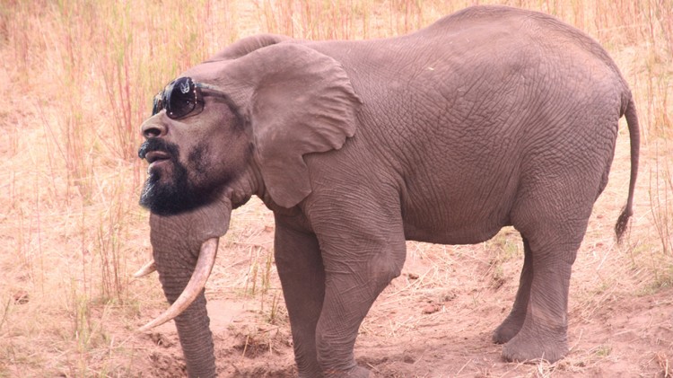 Fra Dogg til Lion