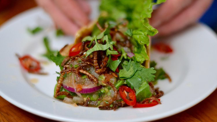 Slik lager du taco av insekter