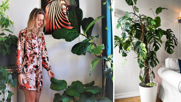 Derfor har grønne planter tatt helt av – og slik tar du vare på dem