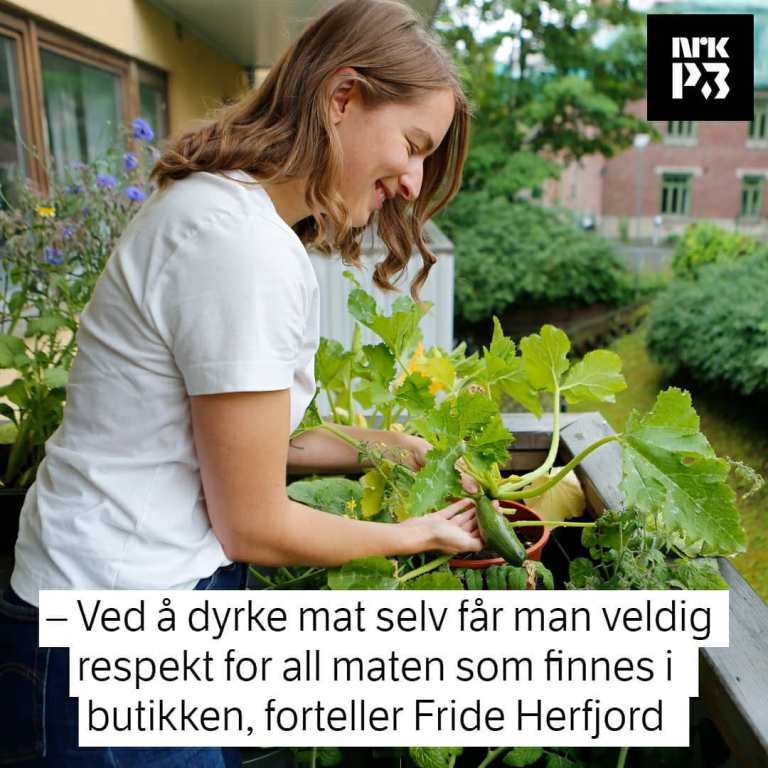 Link i bio: – Urban dyrkeboom – slik gror du dine egne grønnsaker