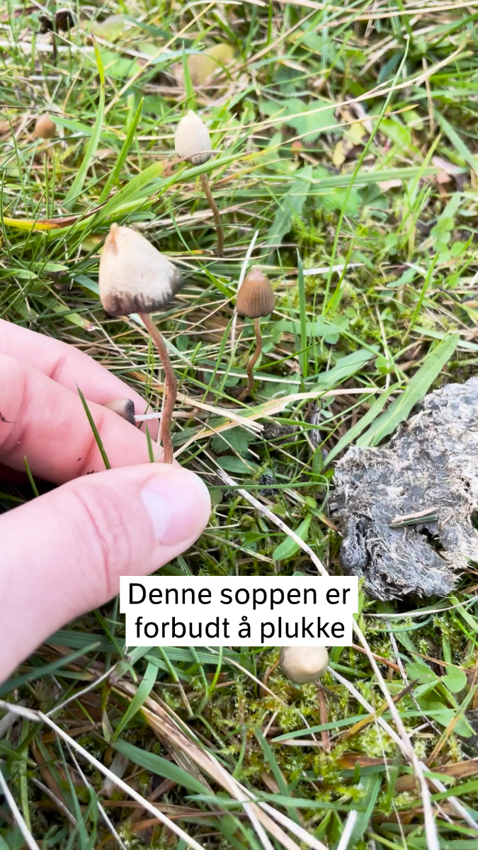 Link i bio: Marte reiser på fleinsopptur hver høst