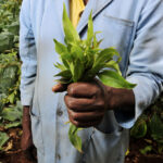 Khatblader i Kenya. (Foto: International Center for Tropical Agriculture / CC BY-SA 2.0)