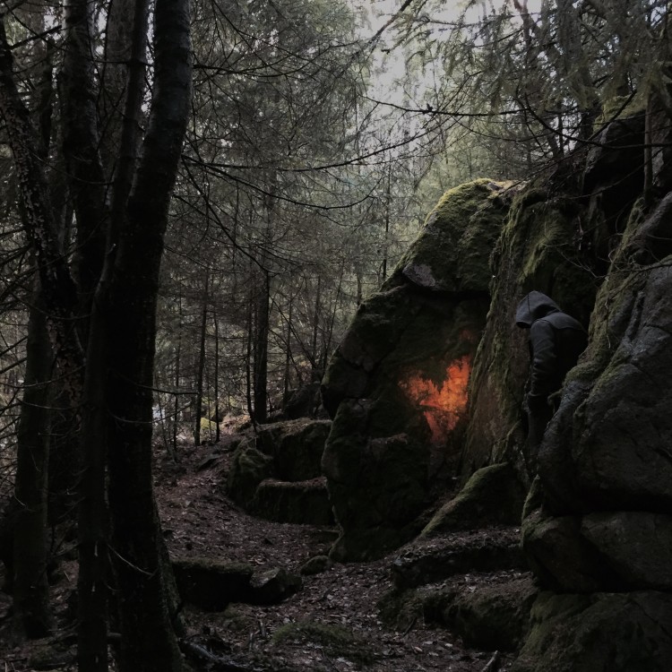 Hanne Jonassens vinnerbilde med skogen som tema. 