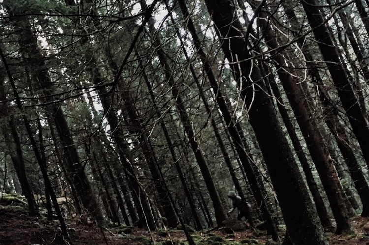 Marius Svaleng Andresens bilde fra skogen. 