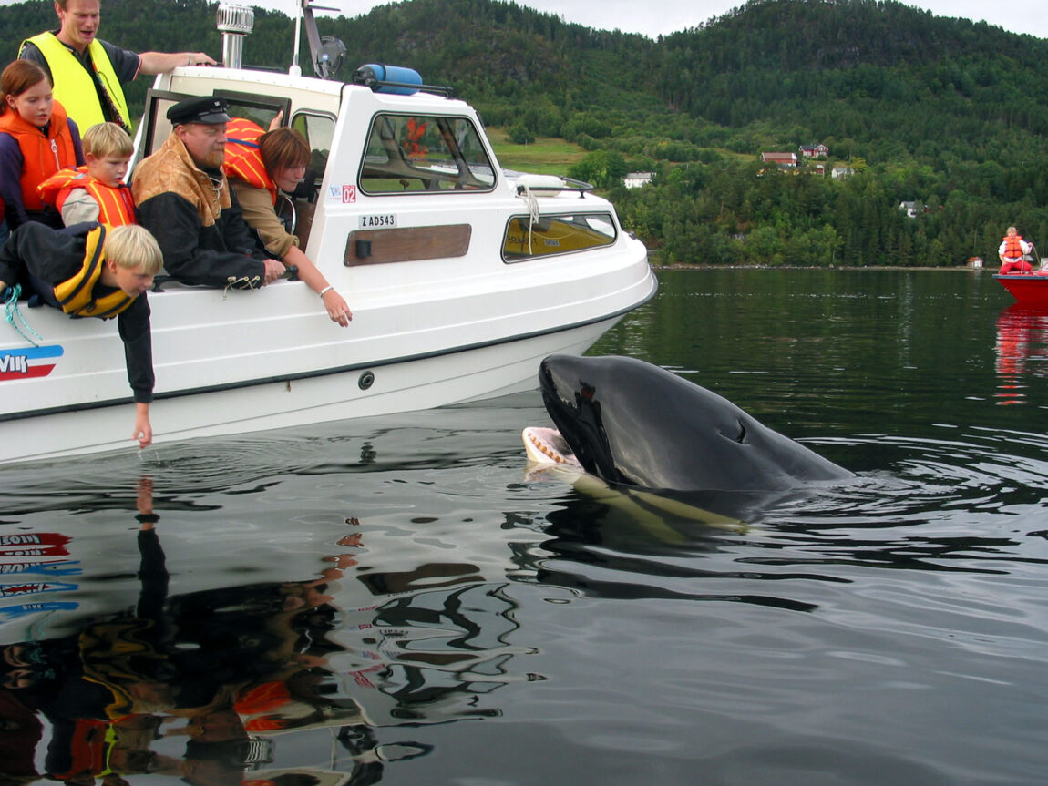 Keiko i Norge.