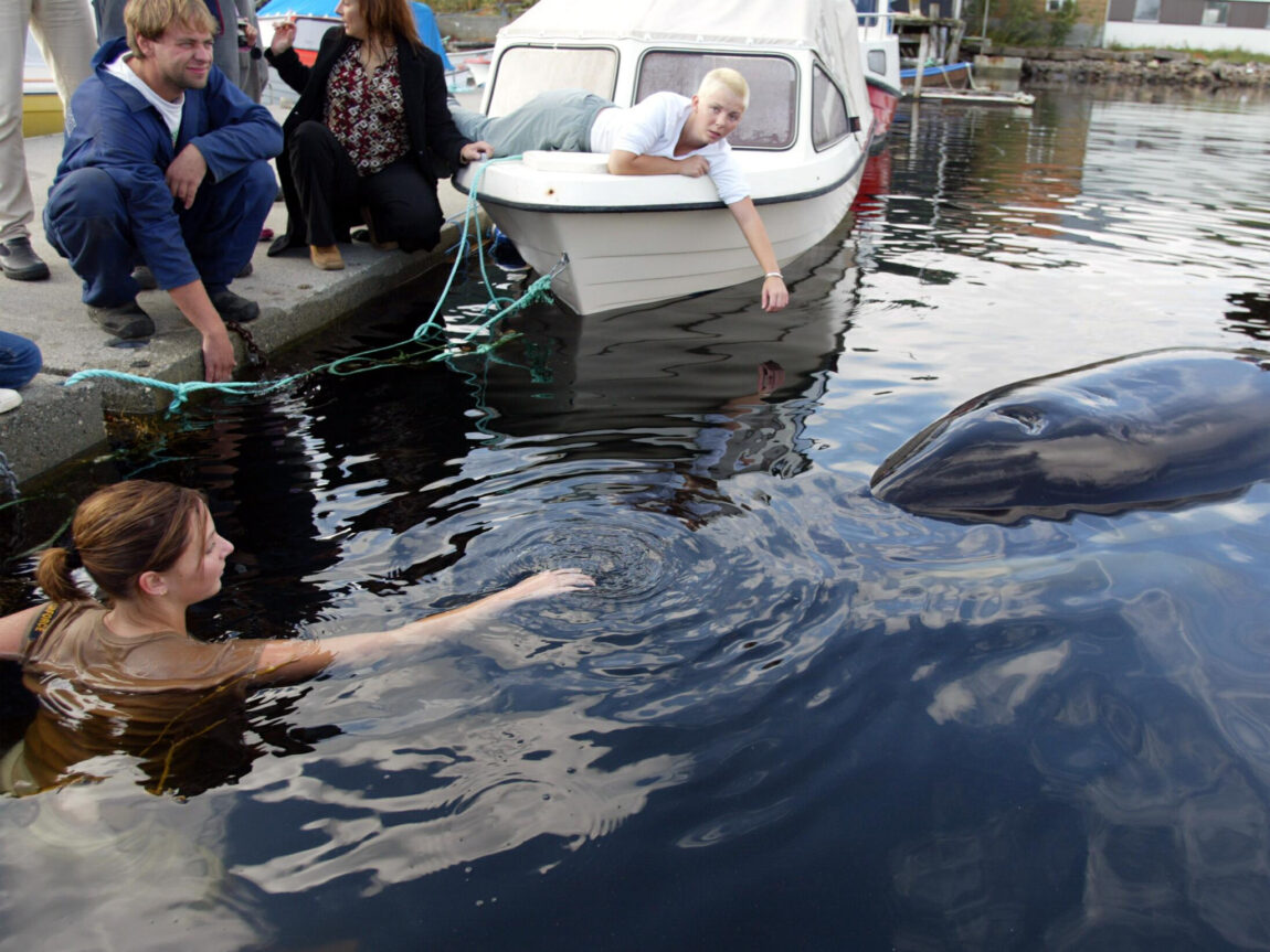 Keiko i Norge.