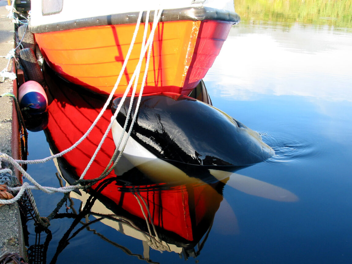 Keiko i Norge. Foto: Lars Olav Lillebø