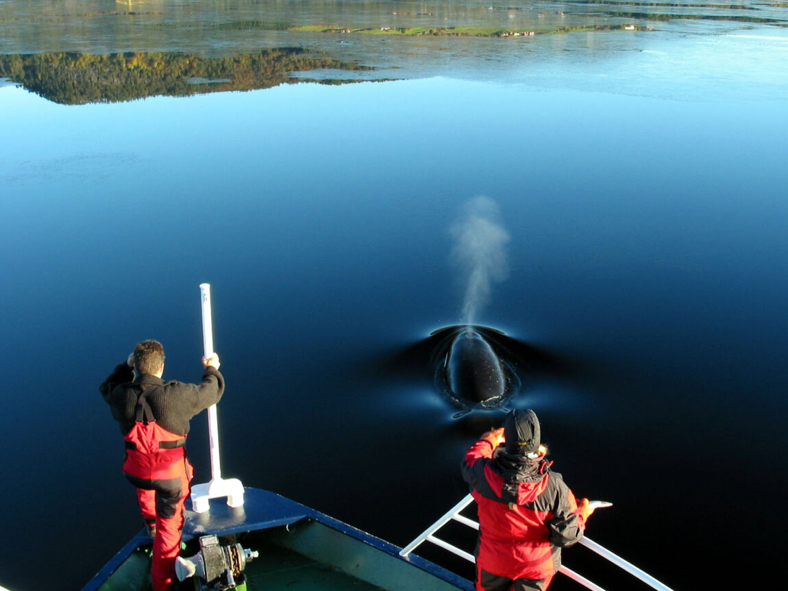 Keiko i Norge. Foto: Lars Olav Lillebø