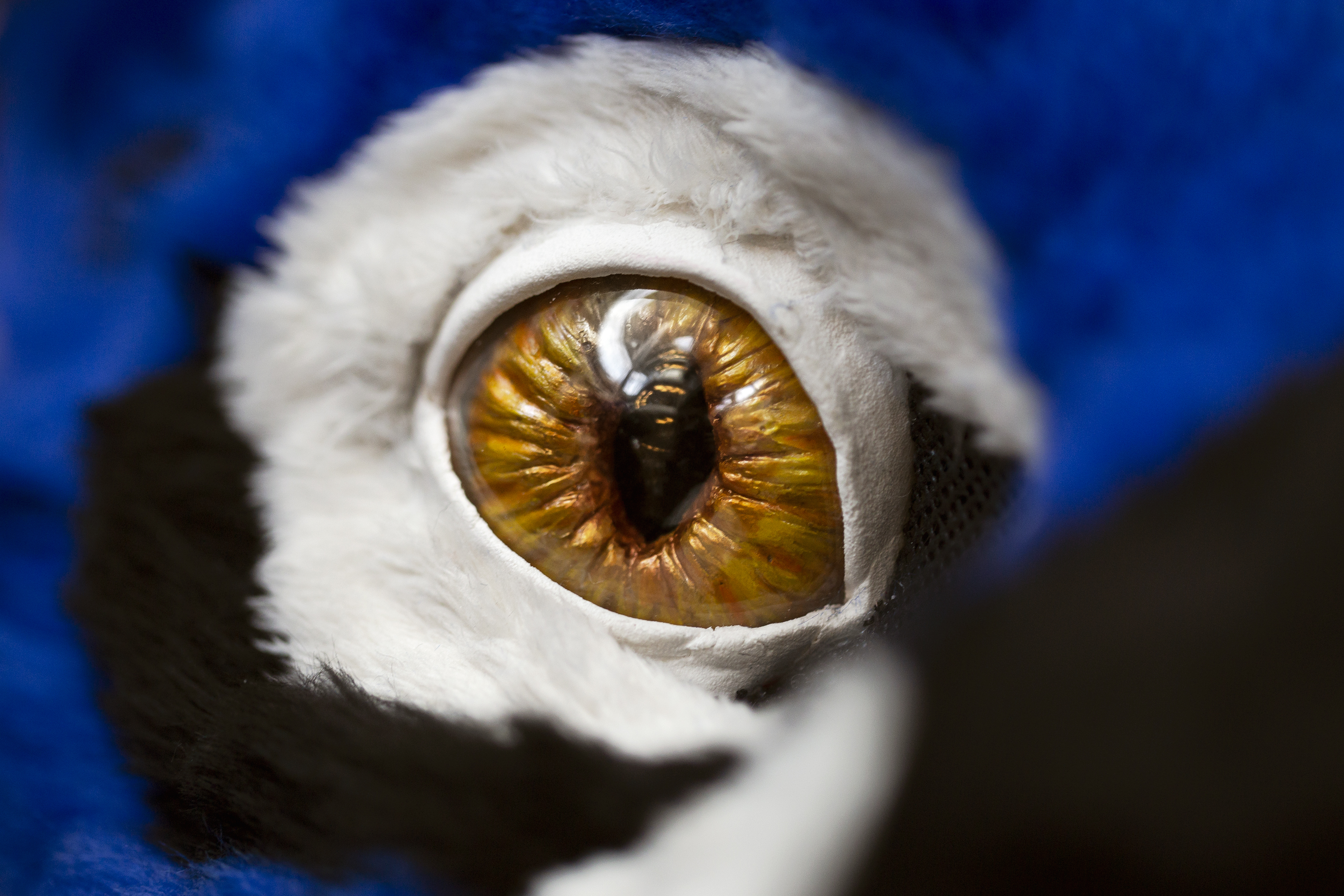 Et gullfarget øye med smal pupill.