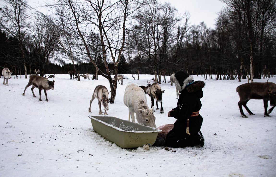 Kine sitter på knærne, med ryggen delvis til kamera. Rundt henne kommer det reindyr, målrettet mot hendene hvor hun holder fôr. I tillegg er det et badekar med fôr ved siden av henne. Det er snø på bakken, og bare bjørketrær rundt dem. 