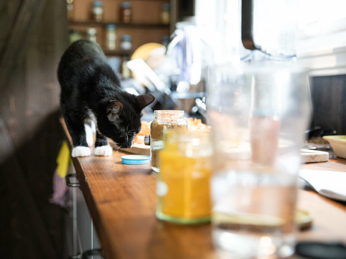 Katten står på kjøkkenbenken omringa av mat og krydder mens ho luktar på eit lokk.