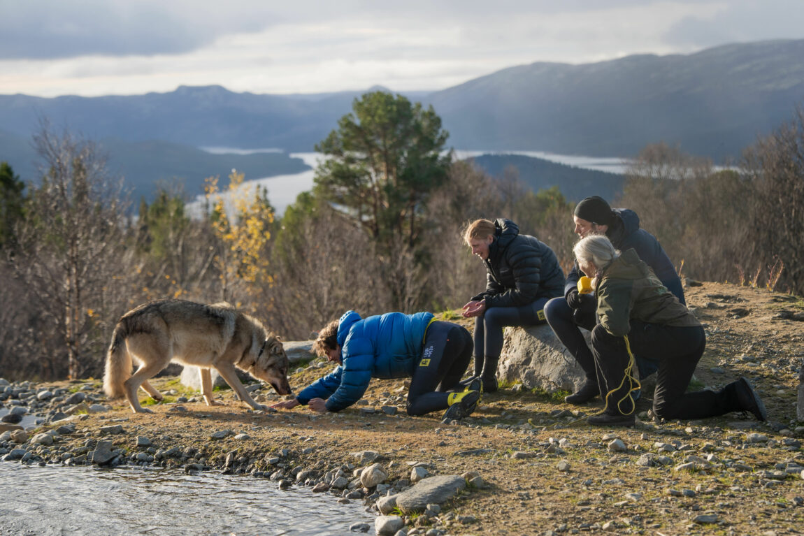 Sindre strekker armen ut mot ulvens labb, Anna og JOnas og ulvetreneren ser på rett ved. Det er fjell og sjø og høstfarger i bakgrunnen.